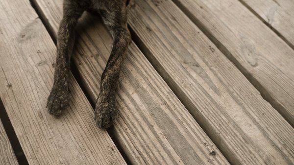 How to Select the Right Type of Chew Toy for a Teething Puppy?